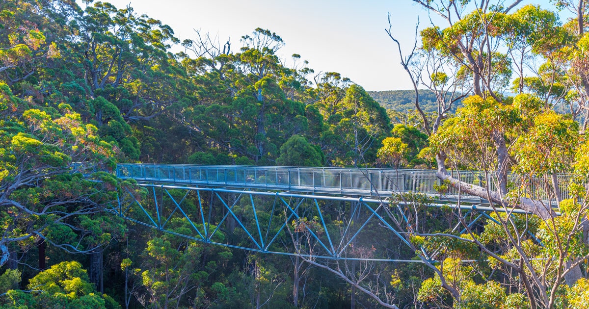 The Valley of the Giants Tree Top Walk Walpole WA Summerstar The Valley of the Giants Tree Top Walk Walpole WA Summerstar